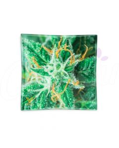 AK47 Glass Ashtray - Strain Flower