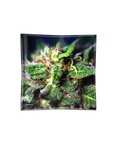 Blue Dream Glass Ashtray - Strain Flower