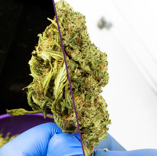 Hand Trimming vs Machine Trimming: Uncovering the Key Differences for Optimal Results